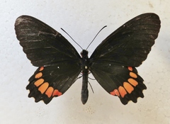 Parides erithalion polyzelus