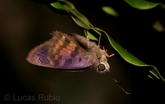 Polygonus leo pallida