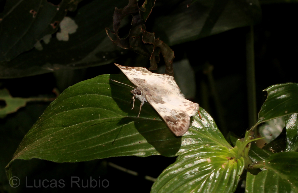 Polyctor Tufted-Skipper