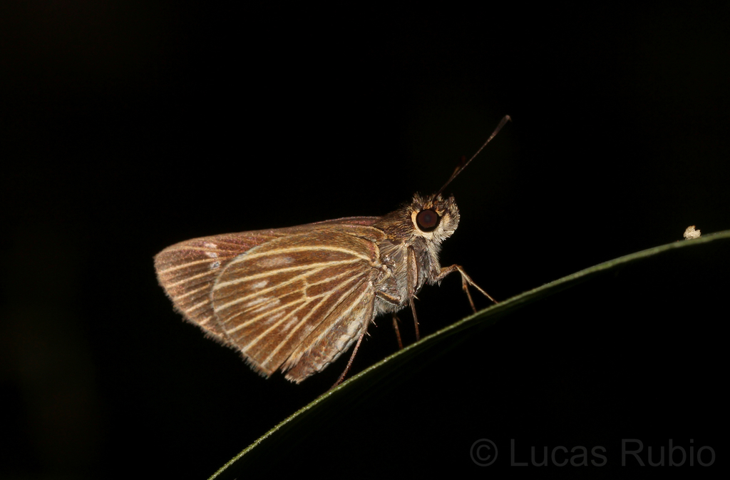 Pasture Skipper