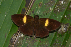 Potamanaxas flavofasciata