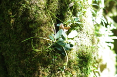 Peperomia trichophylla