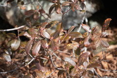 Rhododendron smokianum