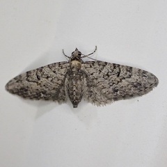 Eupithecia jejunata