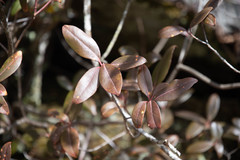 Rhododendron smokianum