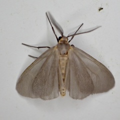Pagara simplex