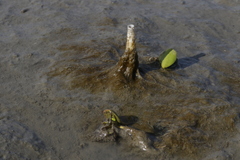 Chaetopterus variopedatus