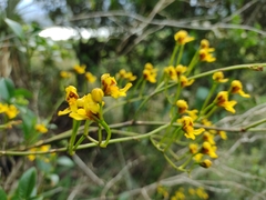 Cyrtochilum densiflorum