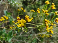 Cyrtochilum densiflorum