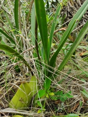 Cyrtochilum densiflorum
