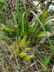 Cyrtochilum densiflorum
