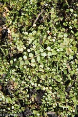Lysimachia tenella