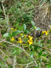 Cyrtochilum densiflorum