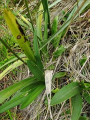 Cyrtochilum densiflorum