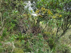 Cyrtochilum densiflorum