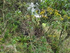 Cyrtochilum densiflorum