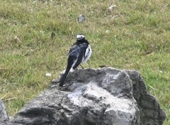 Motacilla alba alboides