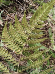 Dryopteris fuscipes