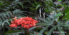 Papilio gigon