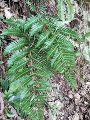 Dryopteris fuscipes