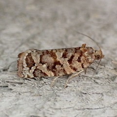 Argyrotaenia tabulana