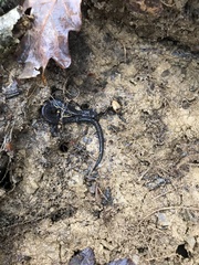 Plethodon electromorphus