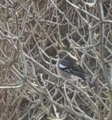 Fringilla coelebs