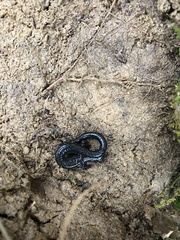 Plethodon electromorphus