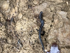 Plethodon electromorphus