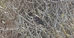 Fringilla coelebs