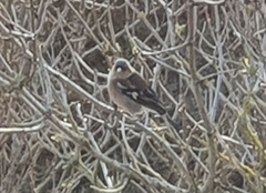Fringilla coelebs