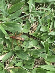 Tachypompilus mendozae