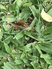 Tachypompilus mendozae