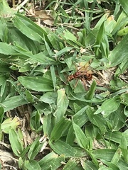 Tachypompilus mendozae