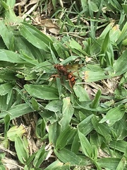 Tachypompilus mendozae