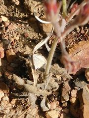 Pelargonium pilosellifolium