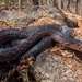 Mexican West Coast Indigo Snake - Photo (c) Rodrigo Arrazola, some rights reserved (CC BY-NC), uploaded by Rodrigo Arrazola