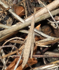 Algete brunneri