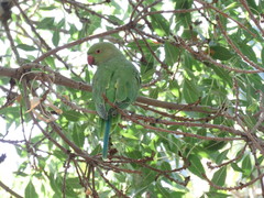 Psittacula krameri