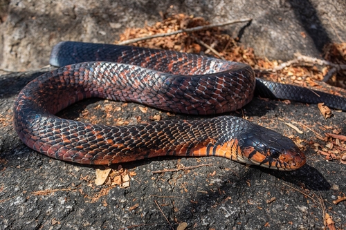 Central American Indigo Snake