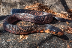 Central American Indigo Snake photo 3