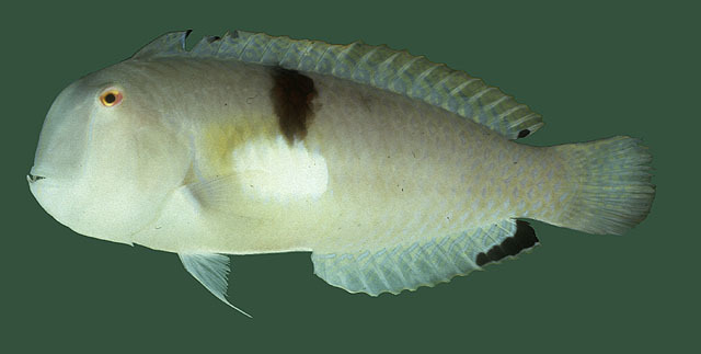Baldwin's Razorfish