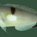Baldwin's Razorfish - Photo (c) Randall, J.E., some rights reserved (CC BY-NC)