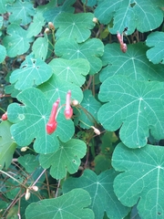 Tropaeolum tuberosum