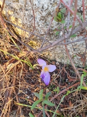 Crocus carpetanus