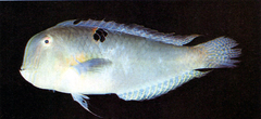 Baldwin's Razorfish photo 2