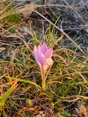 Crocus carpetanus