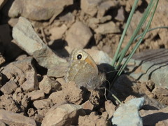 Hyponephele capella