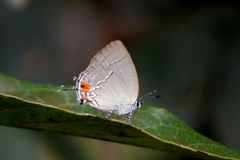 Theclopsis lydus