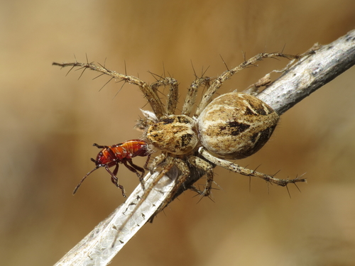 Variegated Lynx Spider